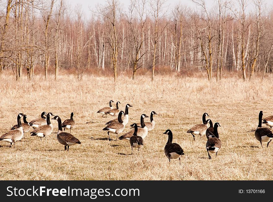 Canadian geese in field in Spring. The focus is on the geese on the left, all sepia tones