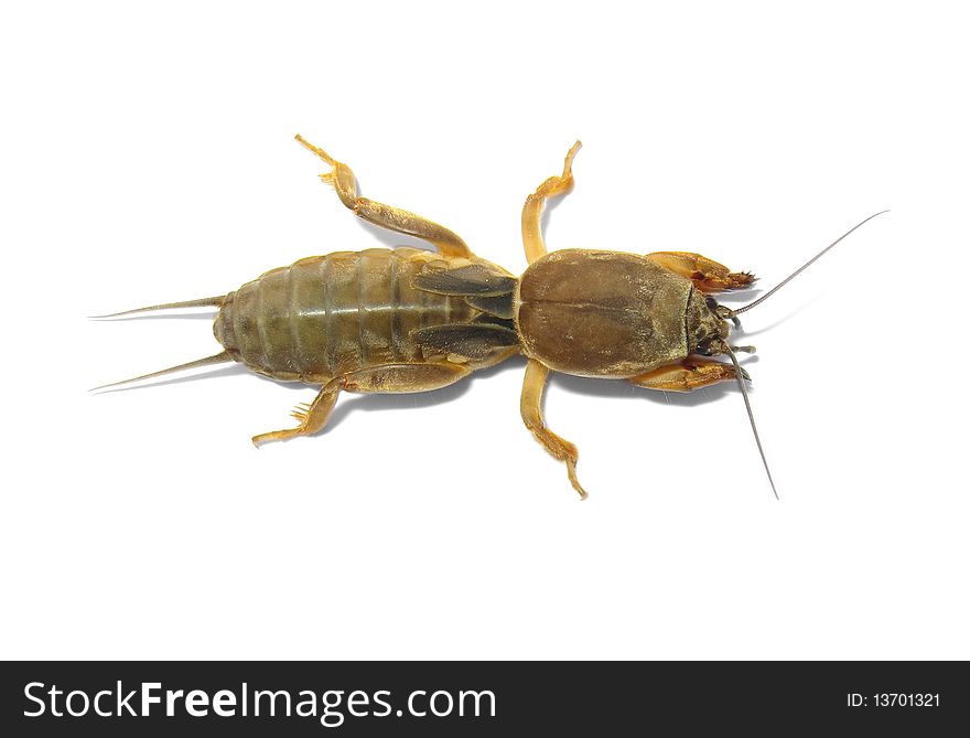 One mole cricket isolated on white background. One mole cricket isolated on white background.