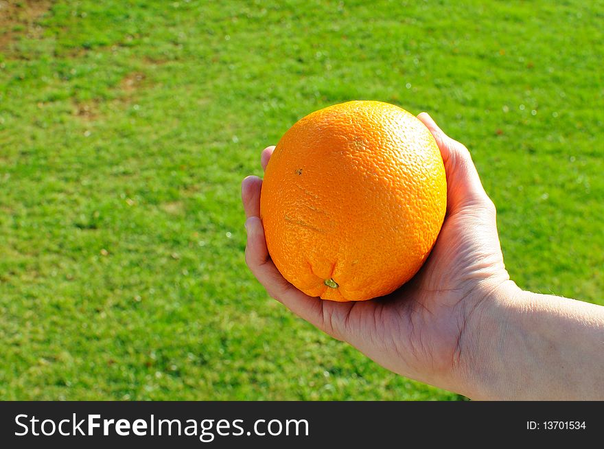 Woman's hand holding an orange. Woman's hand holding an orange.