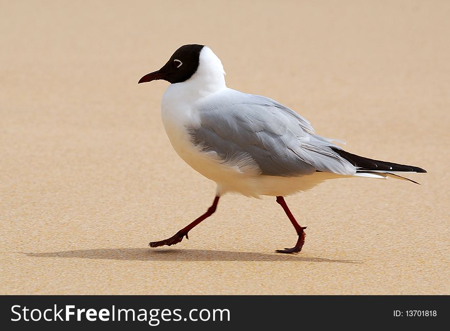 Common gull on a sand beach. Common gull on a sand beach.