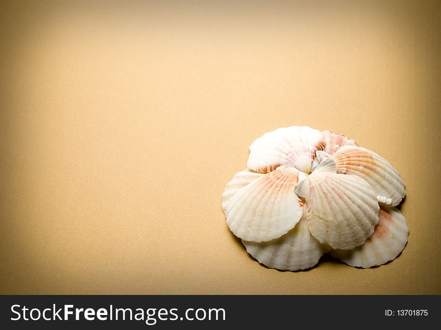 Many Seashells on brown background