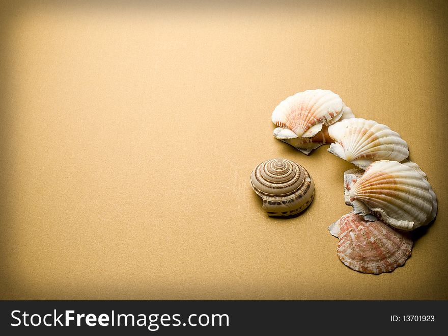 Many Seashells on brown background