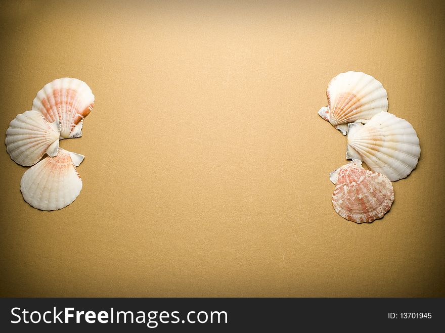 Sea shells on brown background. Sea shells on brown background