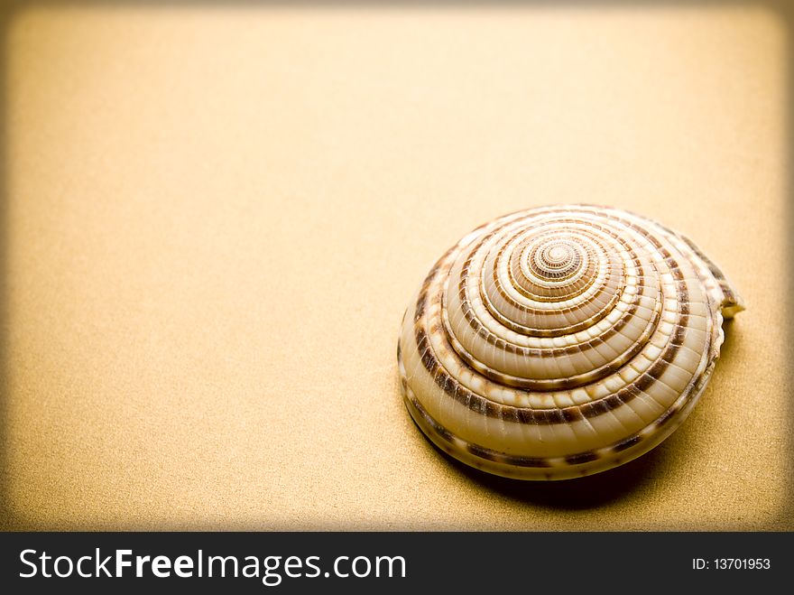 Sea shell on brown background. Sea shell on brown background