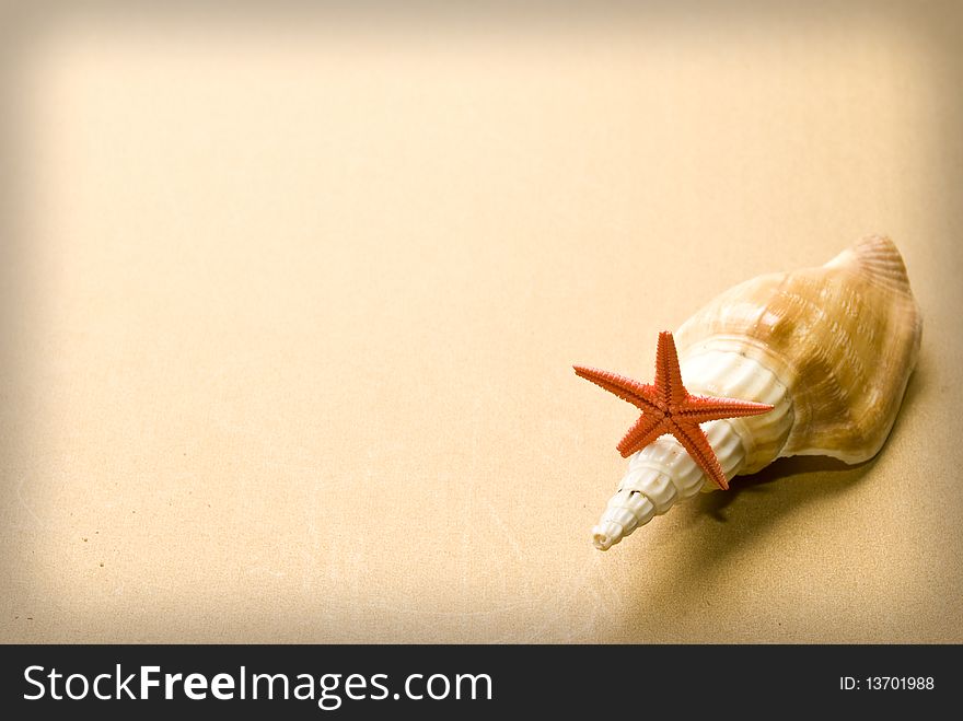 Two seashell on brown background