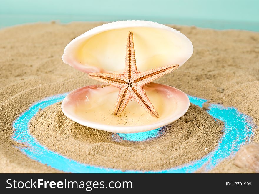 Two seashell on brown sand