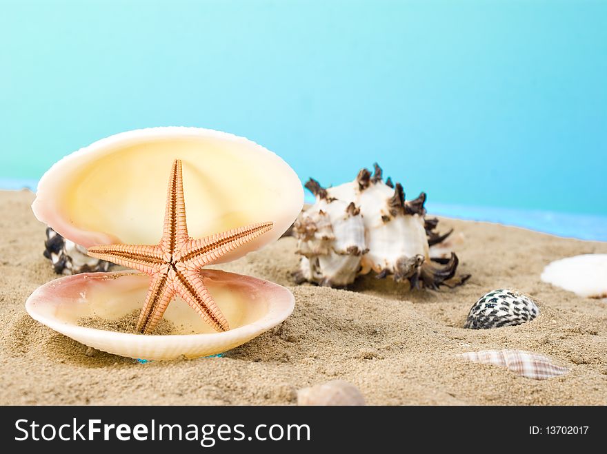 Many seashells on brown sand