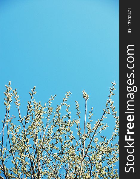 Blooming tree against blue sky. Blooming tree against blue sky