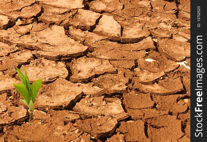 Cracks on the dried up ground with a plant sprout. Cracks on the dried up ground with a plant sprout