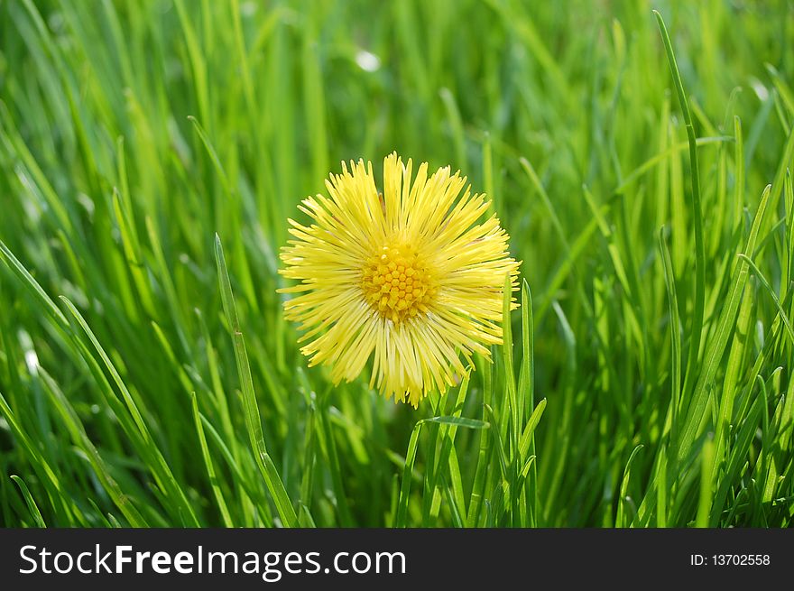 Macro photo of colt's foot flower in grass. Macro photo of colt's foot flower in grass