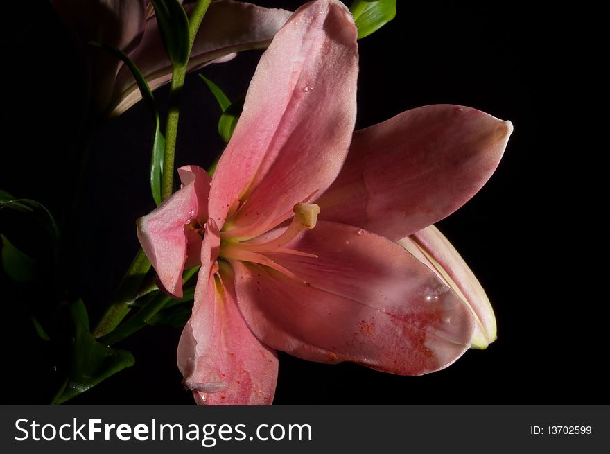 Macrophoto of beutiful red lily on black background.