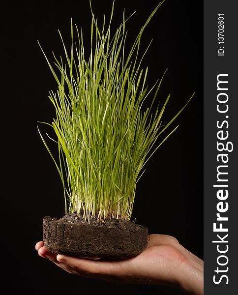 Grass in hand. studio shot on black background