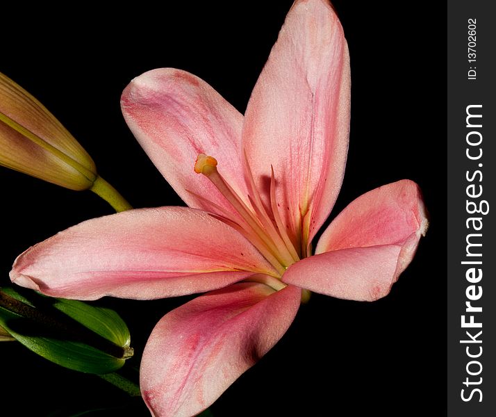Macrophoto of beutiful red lily on black background.