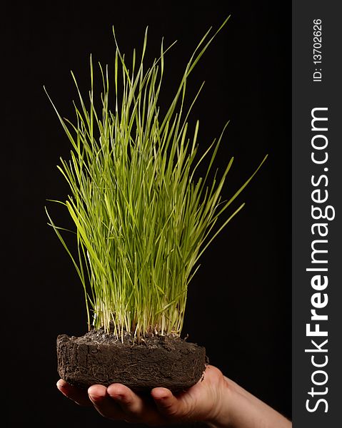 Plant in hands on black background