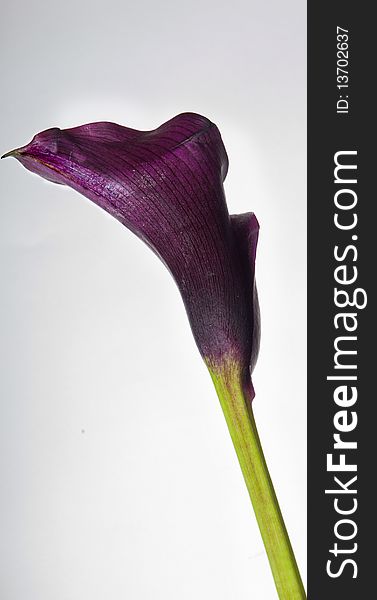 Zantedeschia