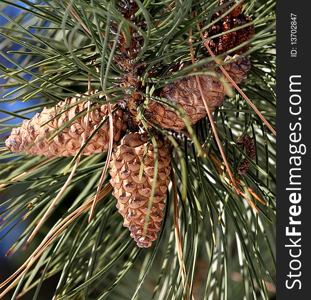 Trio of pine cones on a sunny spring day. Trio of pine cones on a sunny spring day