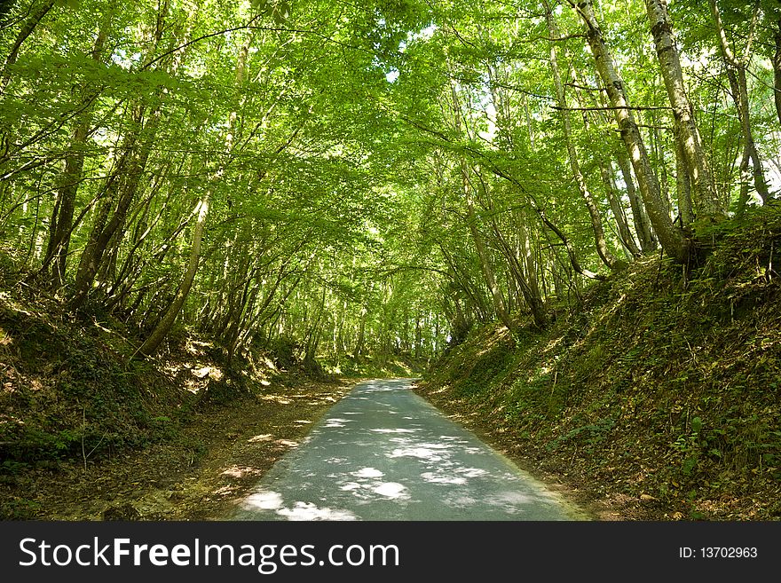 Roadway into a crowded forest in a sunny day