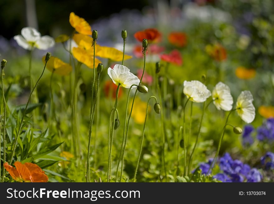 Beautful flower garden with closeup focus on poppies and colorful background. Beautful flower garden with closeup focus on poppies and colorful background