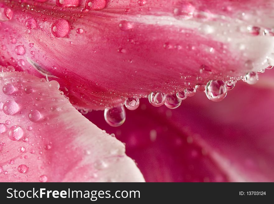 Macro Of Dew Drops On Tulip