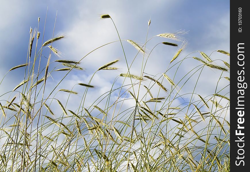 A corn field. in the background is the blue sky and clouds