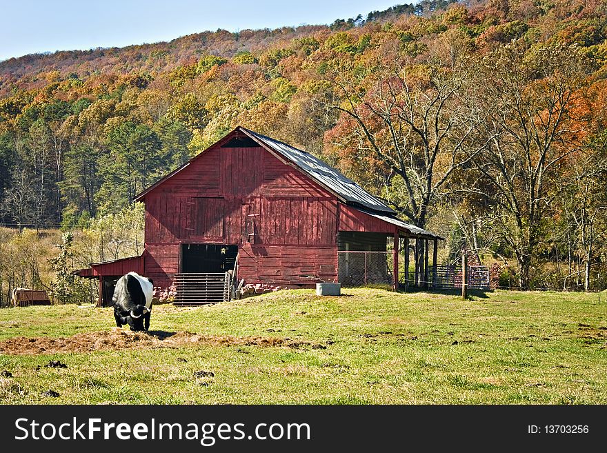 Autumn landscape with red barn, cow, and colorful trees. Autumn landscape with red barn, cow, and colorful trees