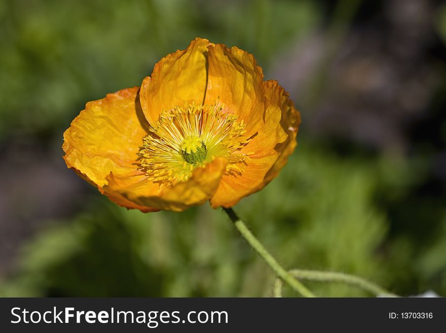 Single orange poppy with green background in morning light. Single orange poppy with green background in morning light