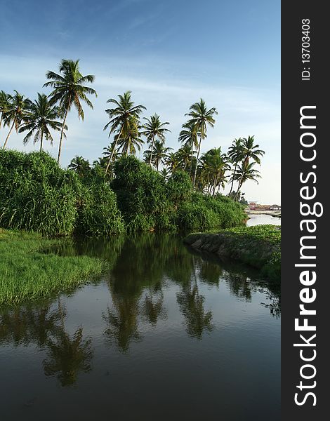 Tropical coconut palms near the water and cloudy blue sky. Tropical coconut palms near the water and cloudy blue sky