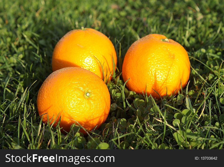 Three  Oranges In Grass