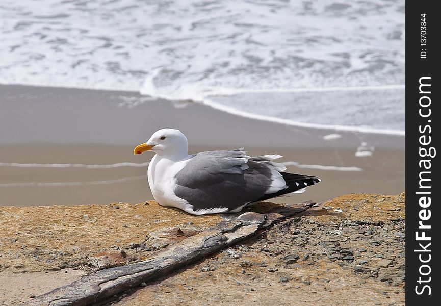 Seagull on the beach in San Francisco