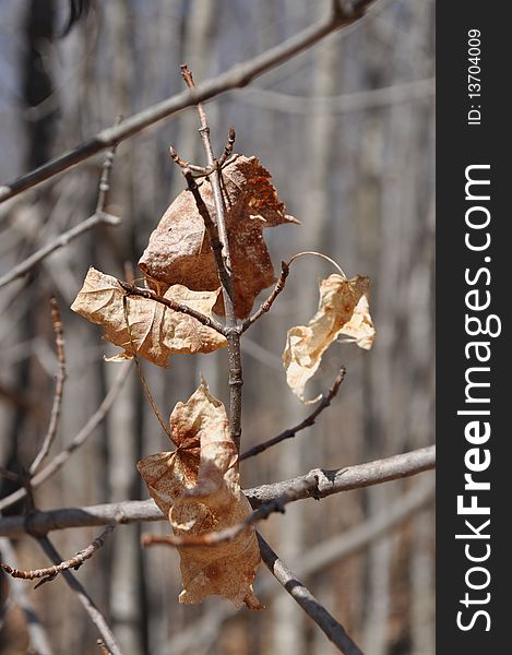 Dried leaves hang on to branch in Spring. Dried leaves hang on to branch in Spring