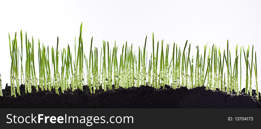 Fresh growing grass with water drops isolated on white background