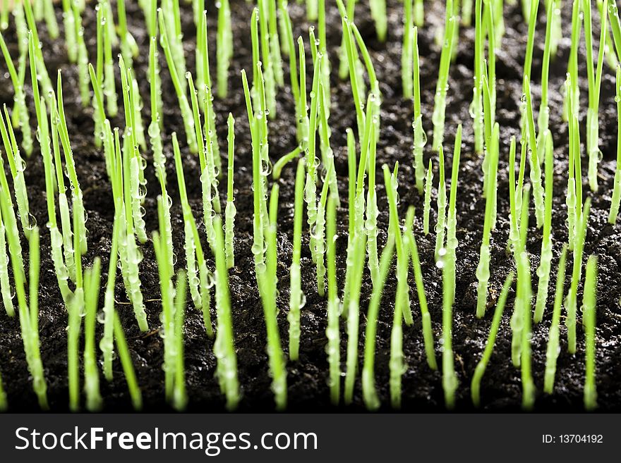 Fresh growing grass isolated on white background. Fresh growing grass isolated on white background