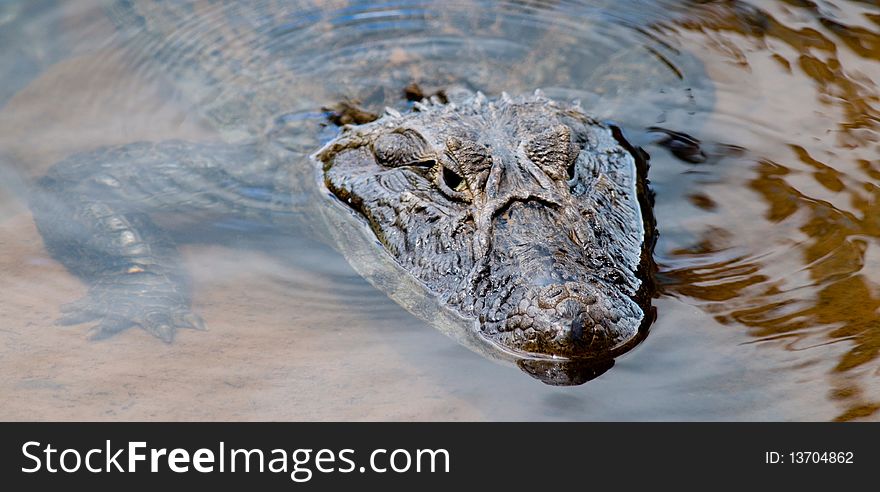 A wild Caiman (Alligator) partially submerged in clear water - Iguazu