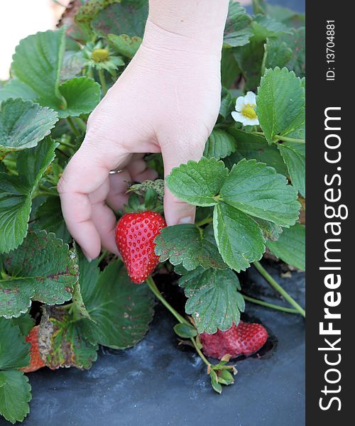 Strawberry farm full of red ripe strawberries and one being picked by a hand. Strawberry farm full of red ripe strawberries and one being picked by a hand