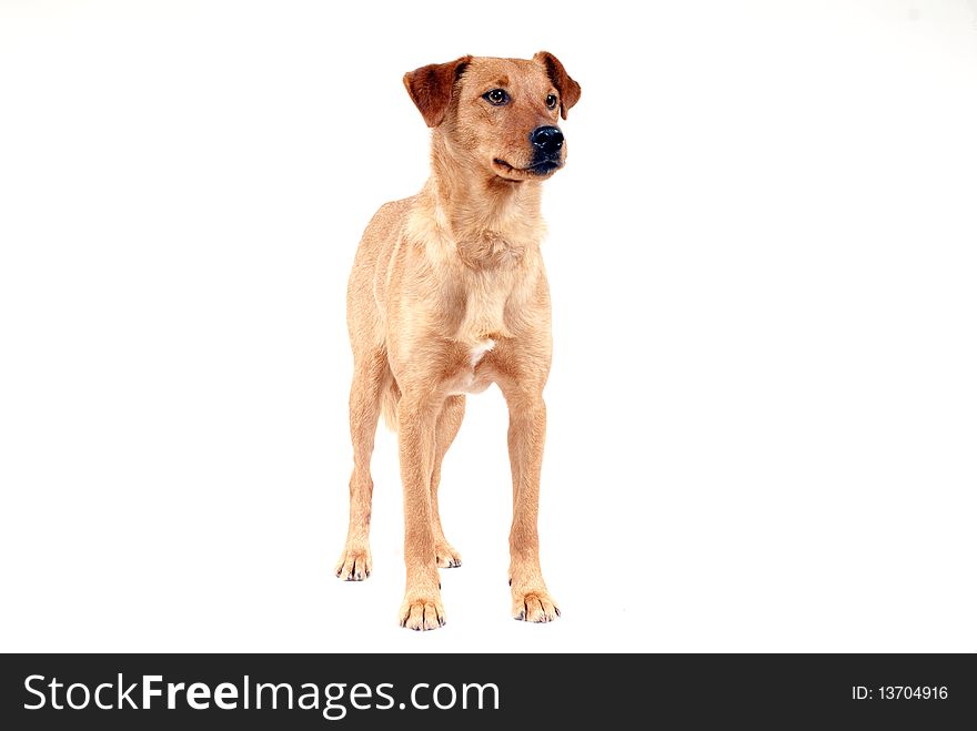 Portrait of cute pinscher dog