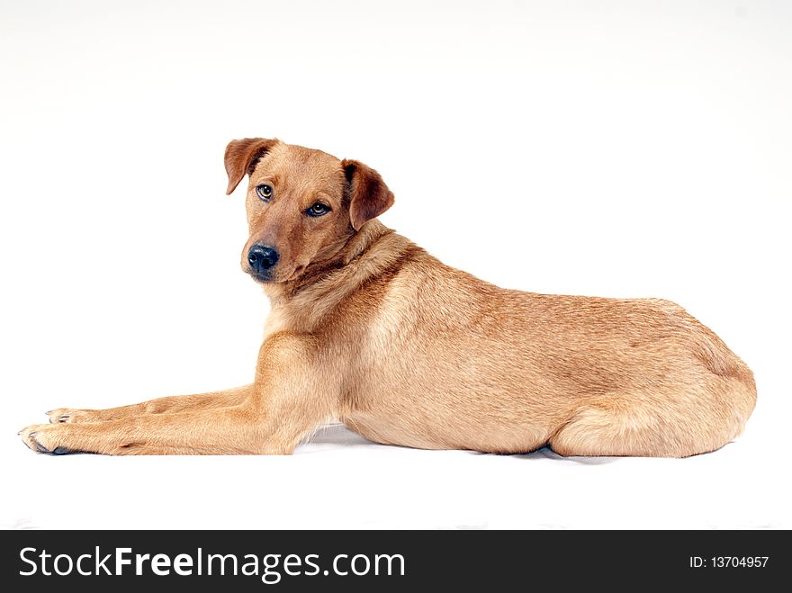 Portrait of an cute pinscher dog