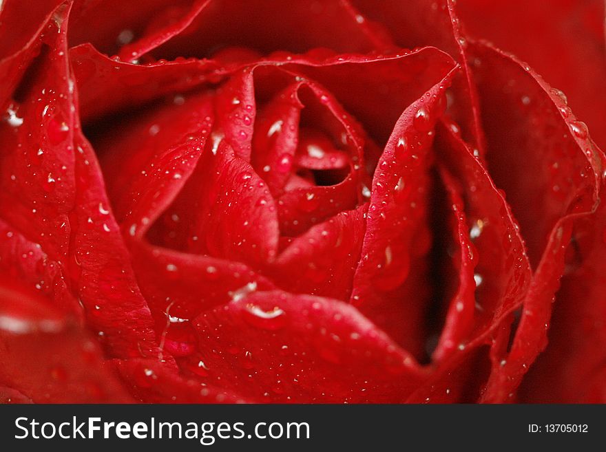A close up of a wet red rose. A close up of a wet red rose