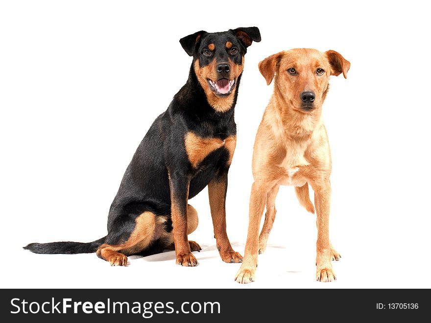 Portrait of rottweiler and and pinscher dog together isolated. Portrait of rottweiler and and pinscher dog together isolated