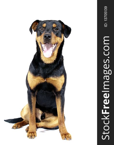 Portrait of 10 mounth old rottweiler pincher dog. Portrait of 10 mounth old rottweiler pincher dog