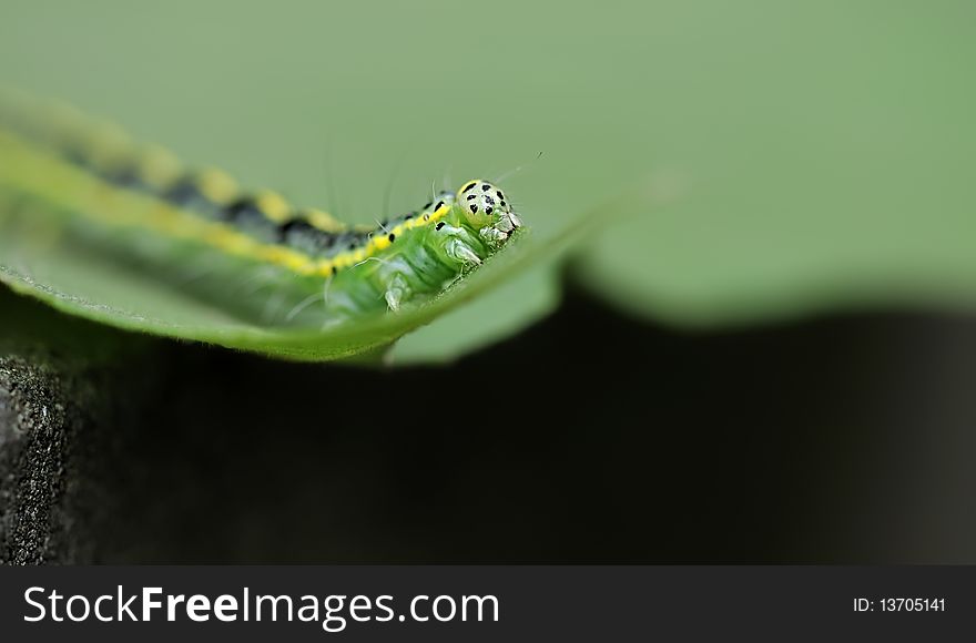A cute caterpillar on leaf.