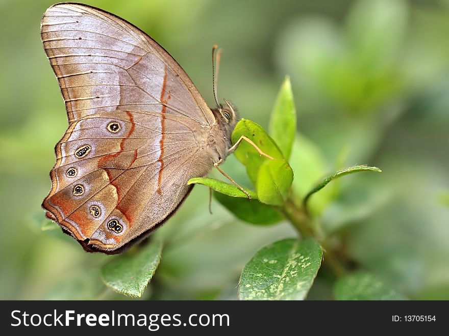 A beautiful butterfly on leaf.