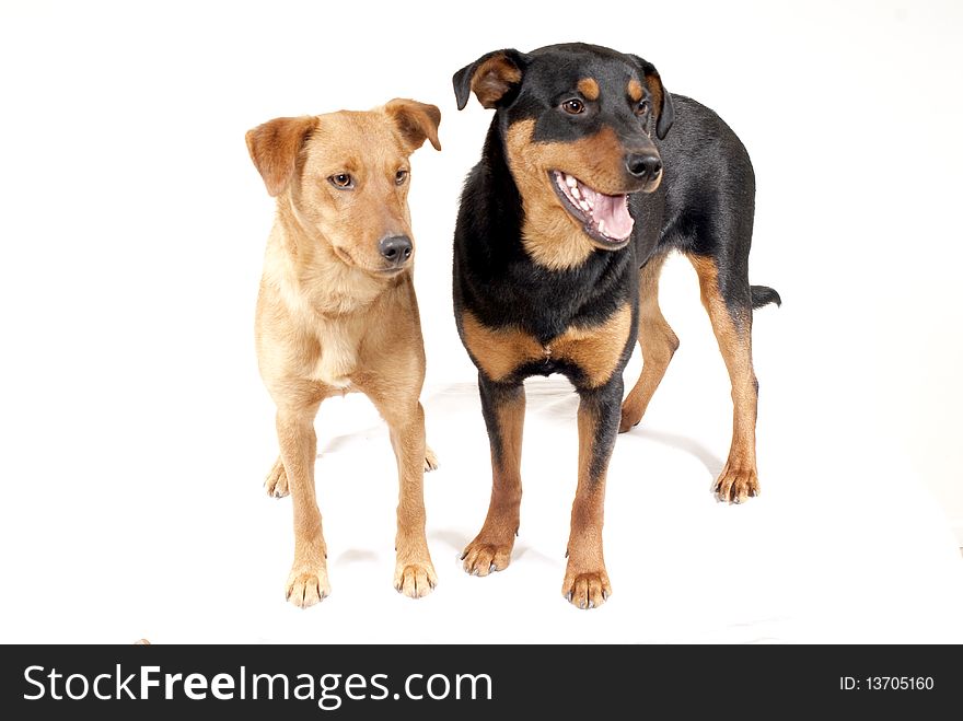 Portrait of rottweiler and and pinscher dog together isolated. Portrait of rottweiler and and pinscher dog together isolated