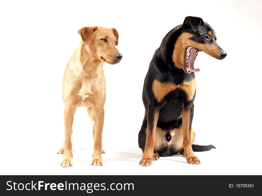 Portrait of rottweiler and and pinscher dog together isolated. Portrait of rottweiler and and pinscher dog together isolated