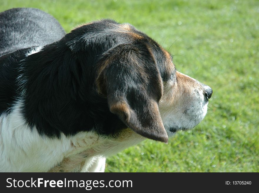 Curious Beagle Coonhound Mix