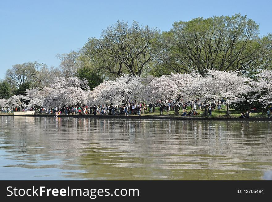Cherry blossom near a lake