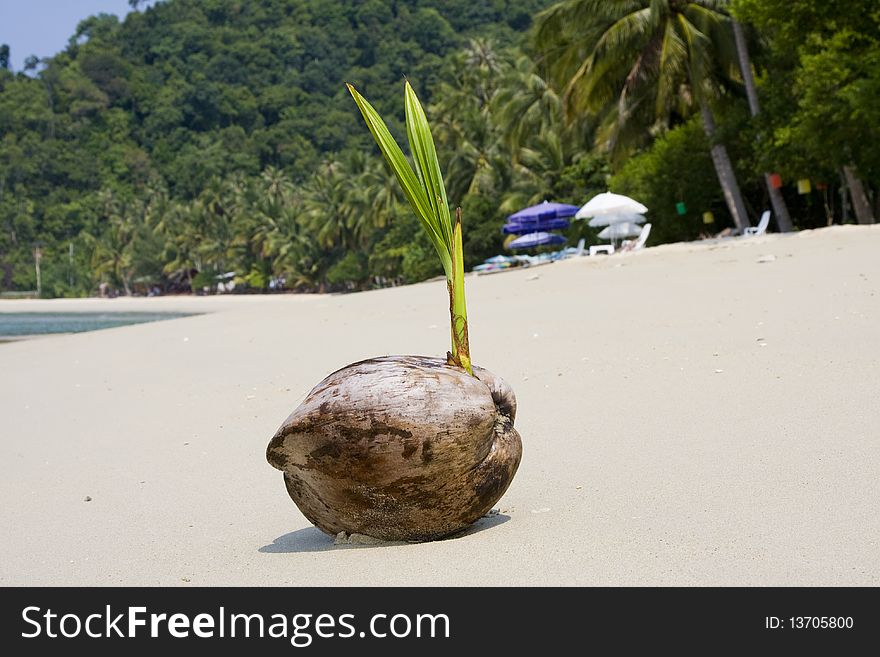 Single coconut on the beach with the ocean in the background