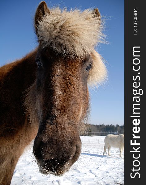 Portrait of an icelandic horse in wintertime