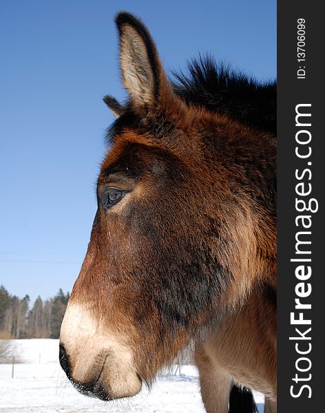 Portrait of an icelandic horse in wintertime