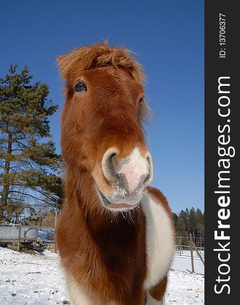 Portrait of an icelandic horse in wintertime