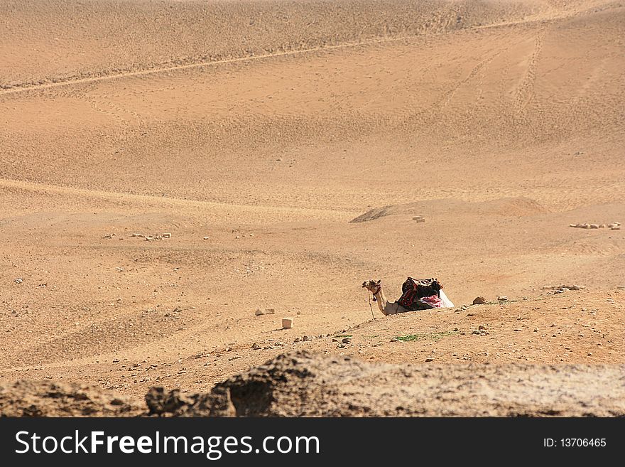 Camel lay in a desert sand. Camel lay in a desert sand